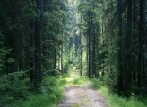 Forest Finland